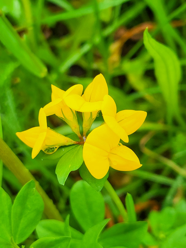 flora & fauna in Silz, Tirol